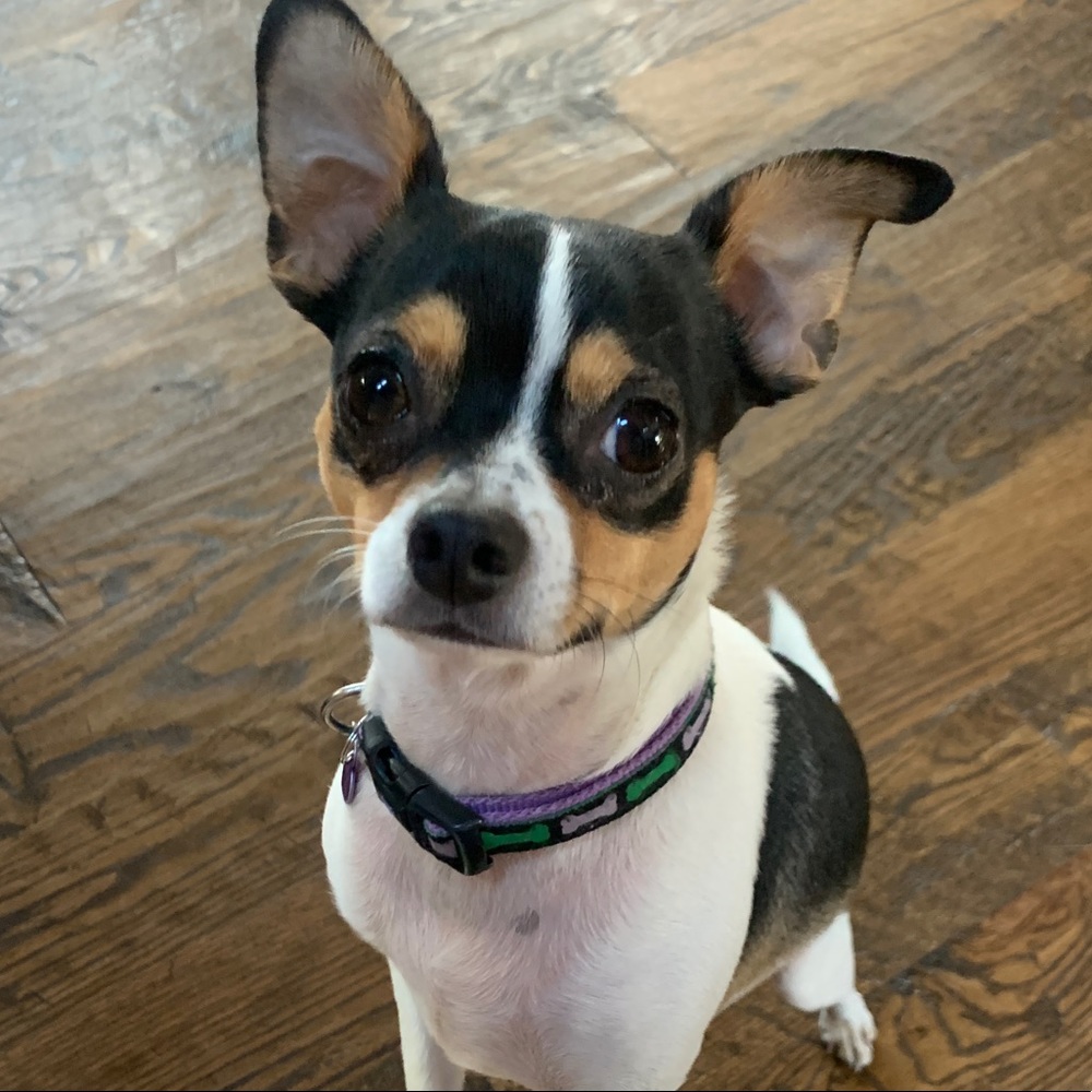 Meet your Posher, Allie